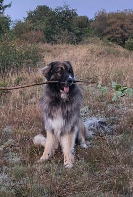 Oscar