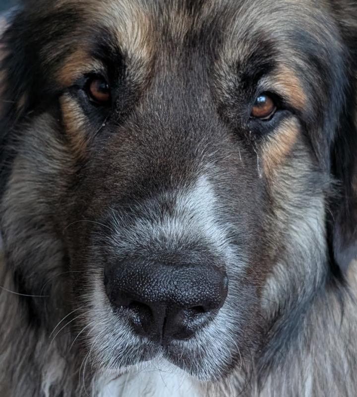Oscar