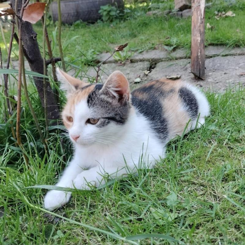Luna