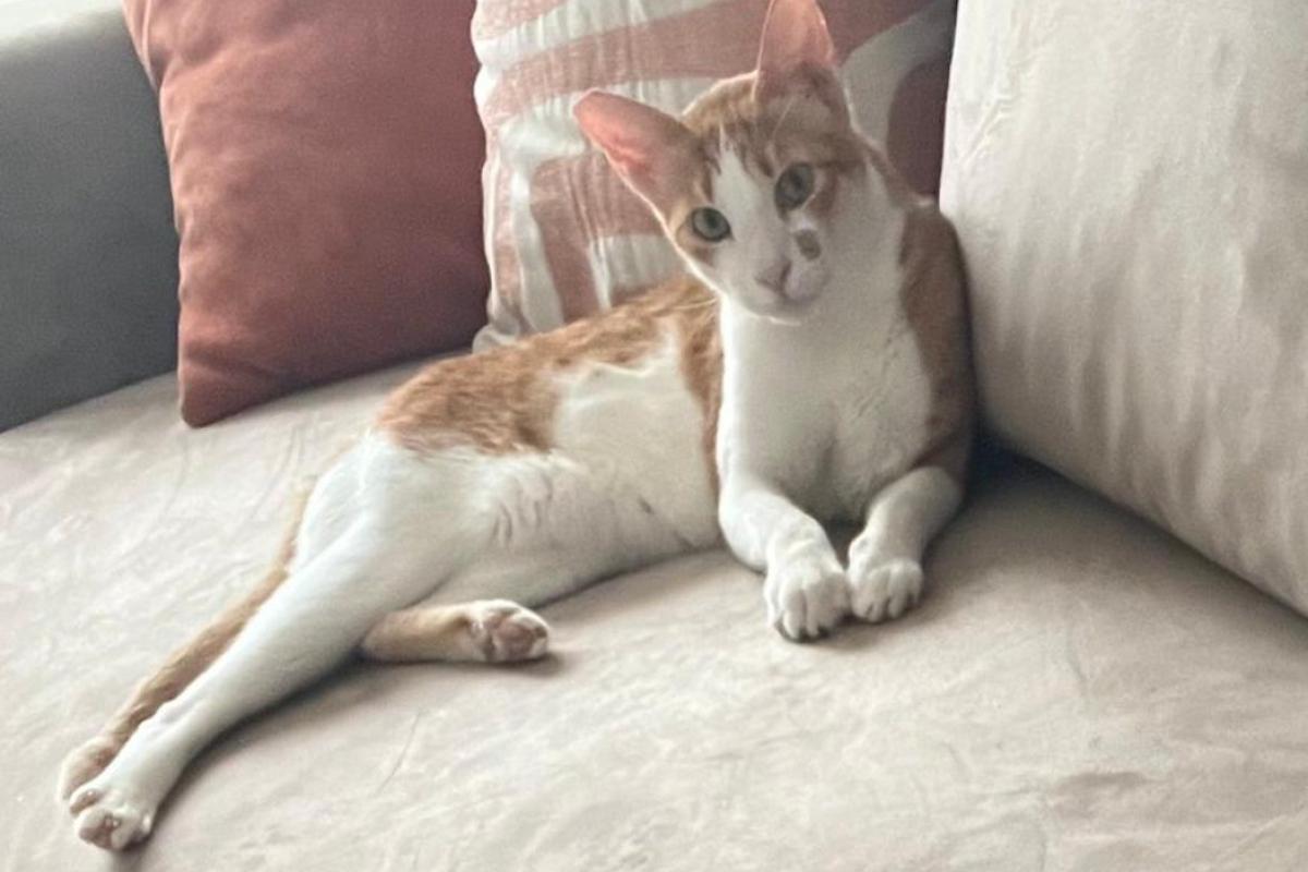 Nacho