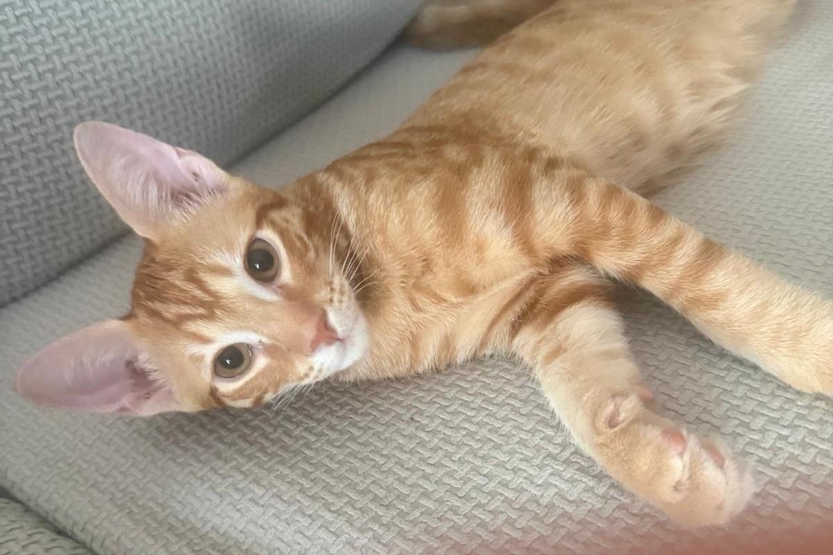 Archie