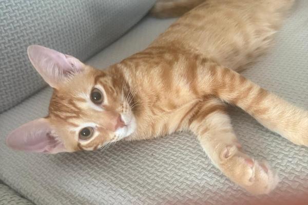 Archie