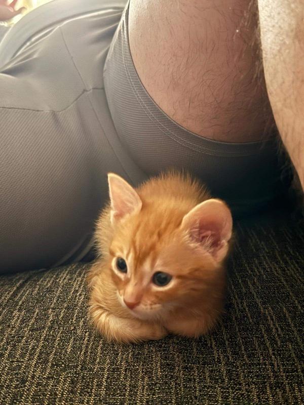 Archie
