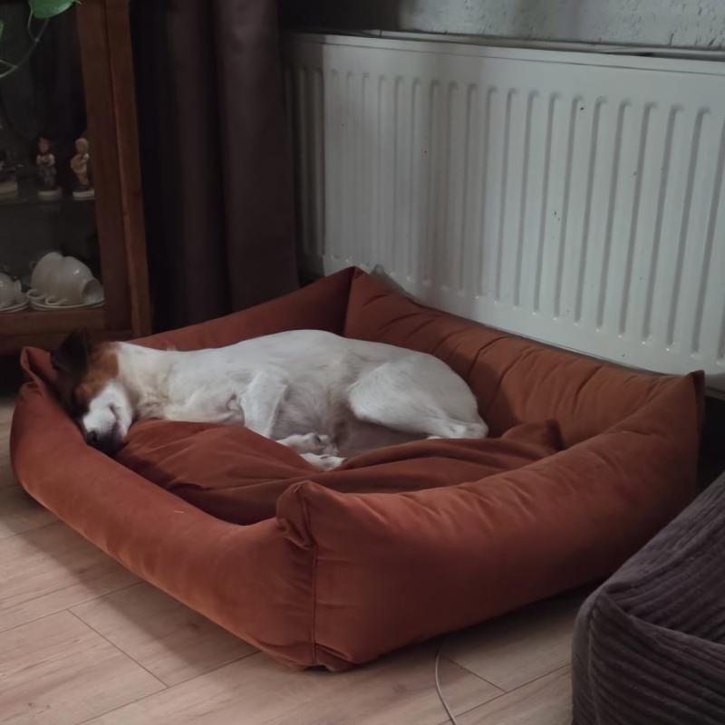 Leyla