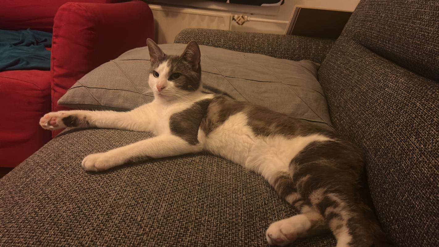 Paco