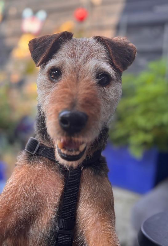 Ted