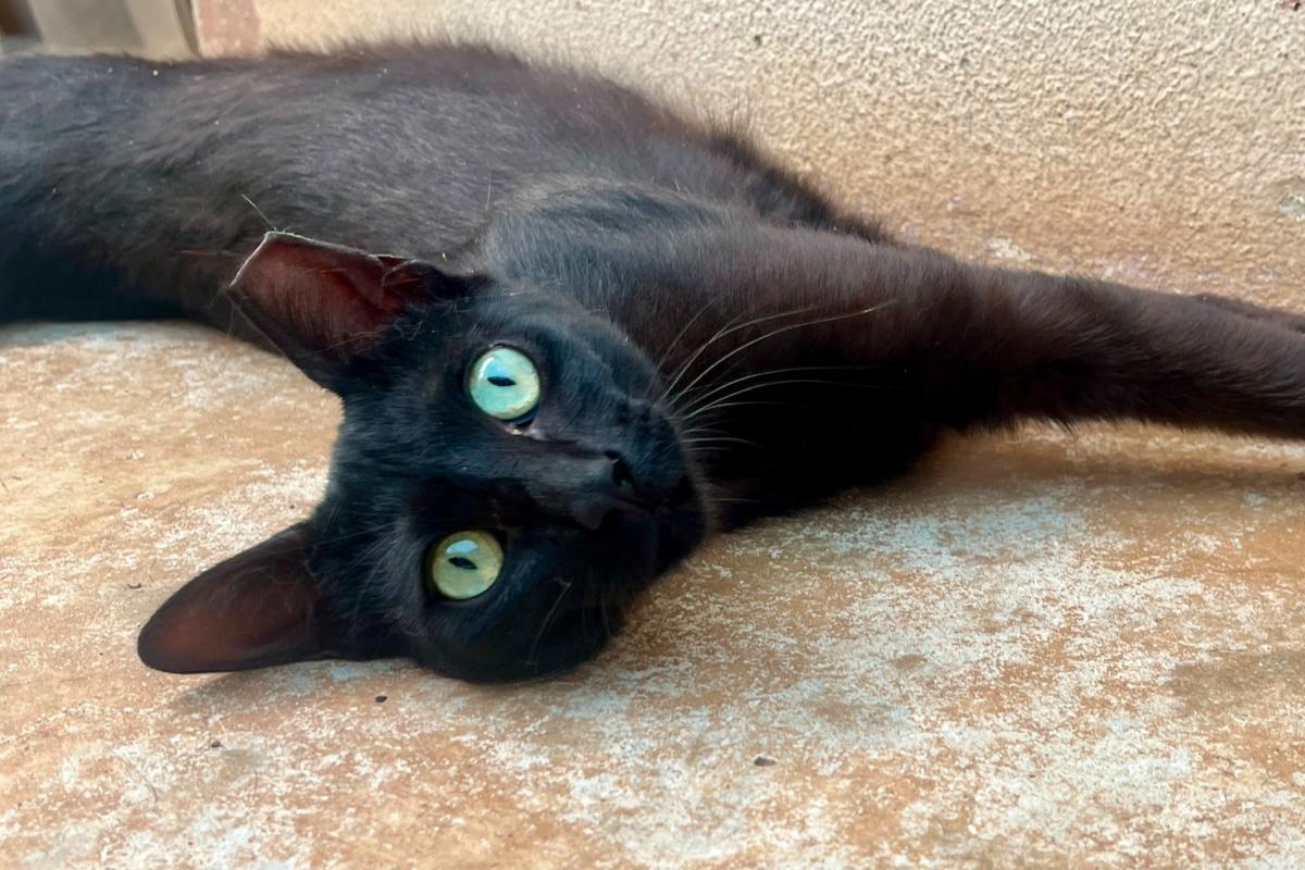 Shadow