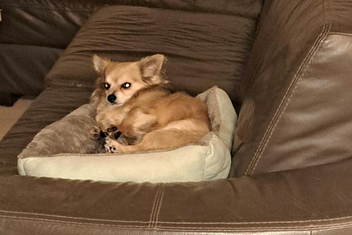 Kito
