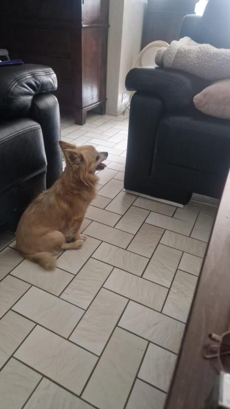Kito