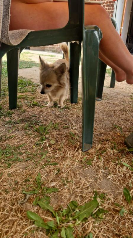 Kito