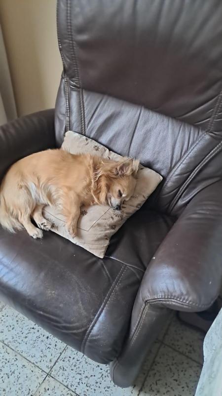 Kito