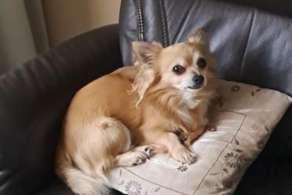 Kito
