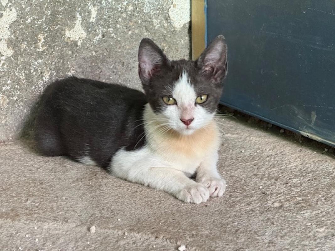 Nena