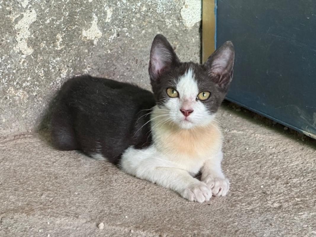 Nena
