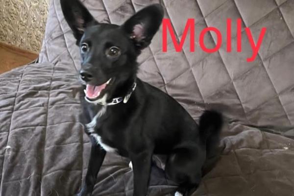 Molly