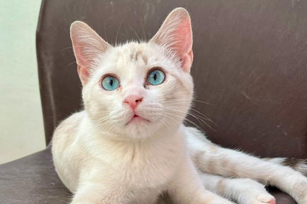 Yuki