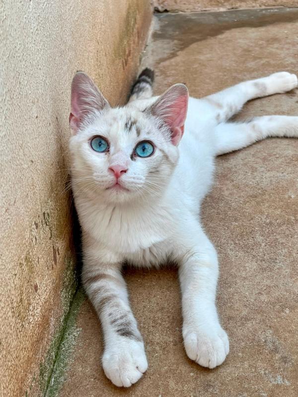 Yuki