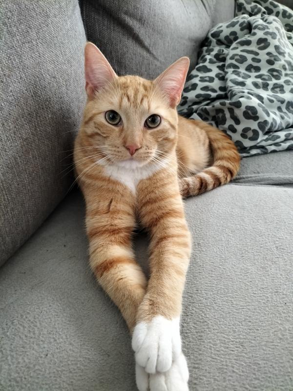 Kix