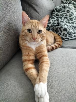 Kix