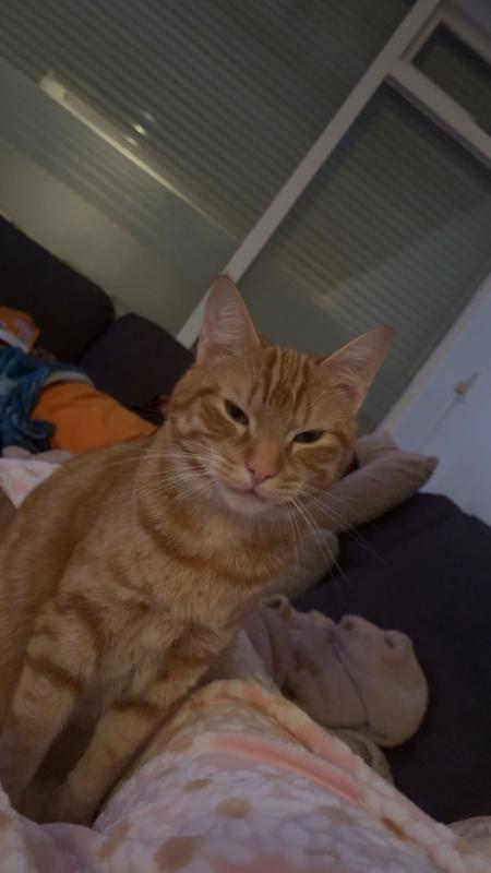 Cheeto