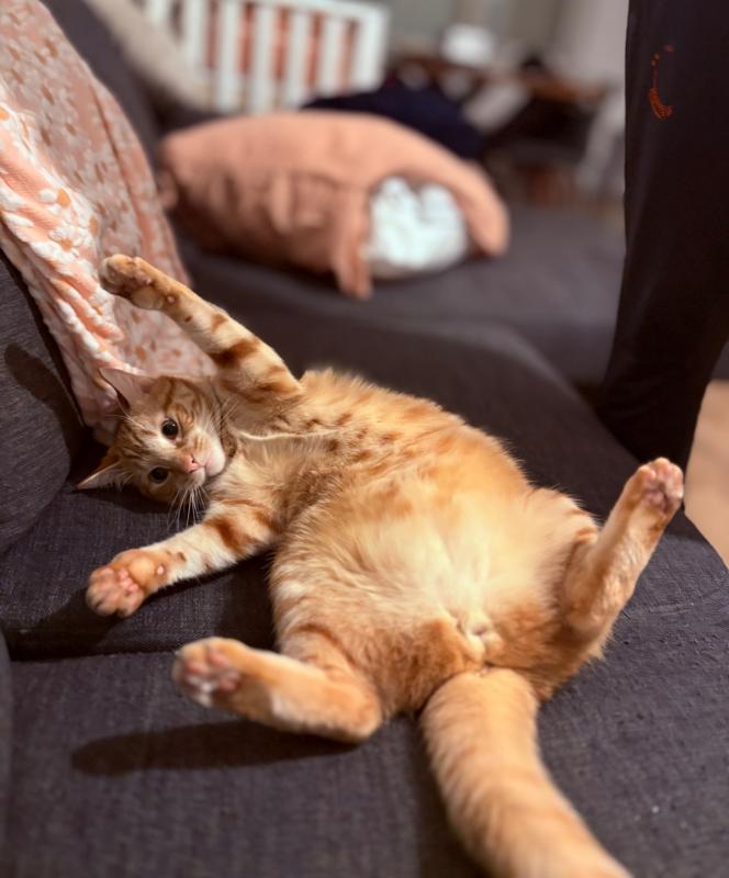 Cheeto