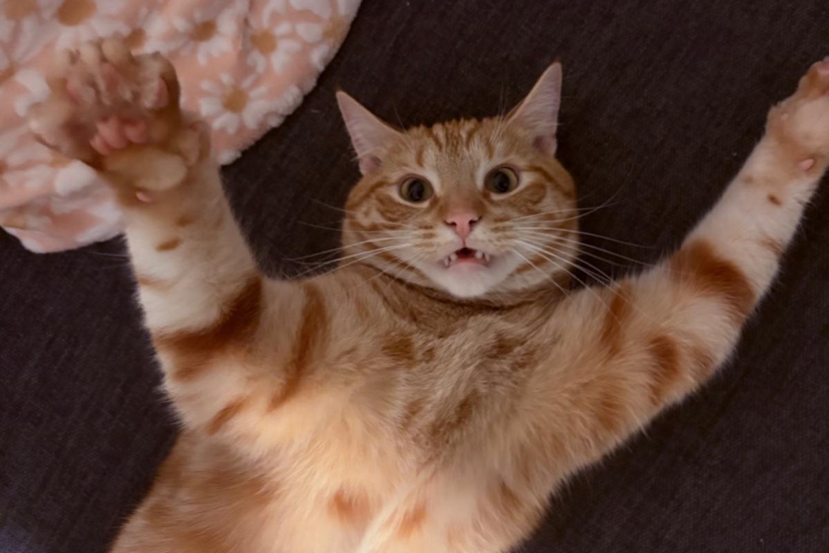 Cheeto
