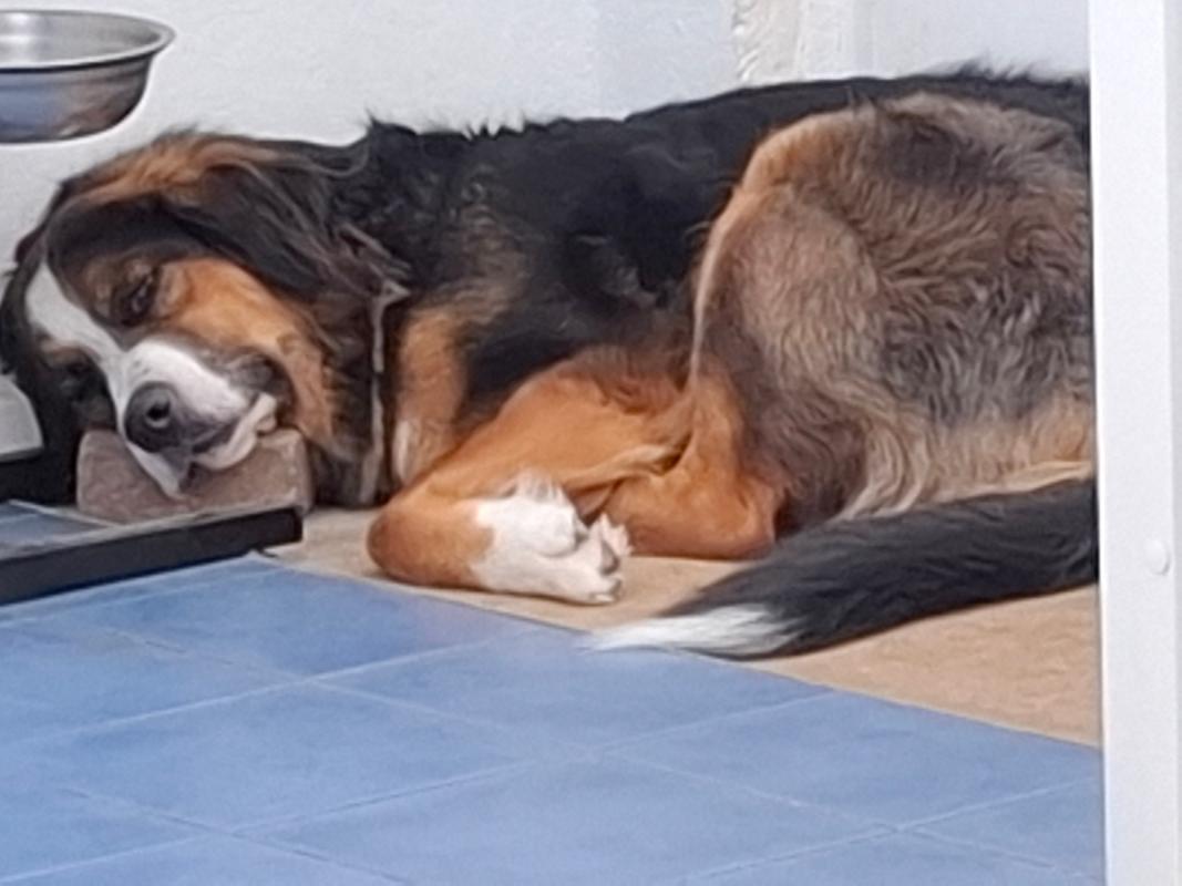 Senna