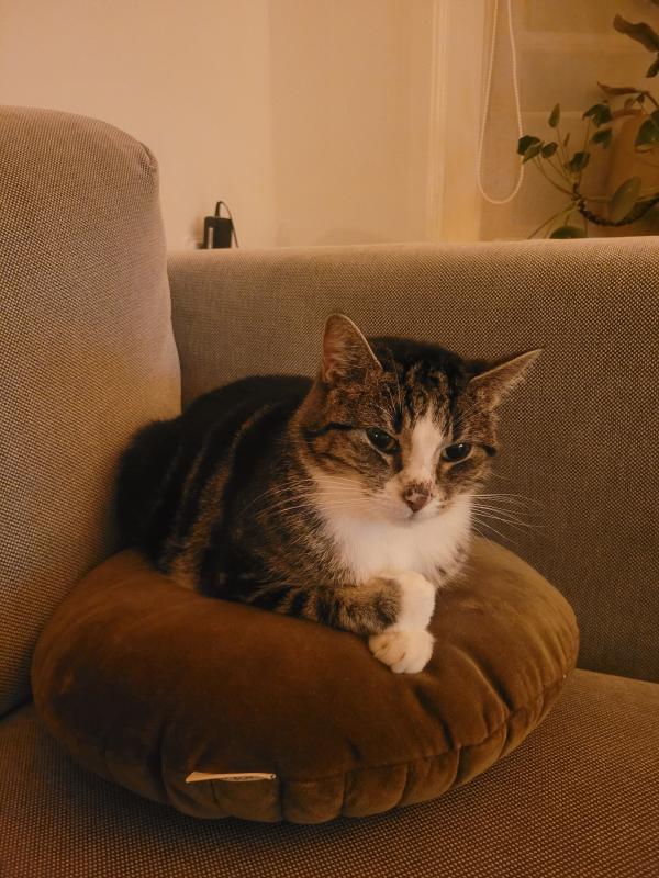Doortje