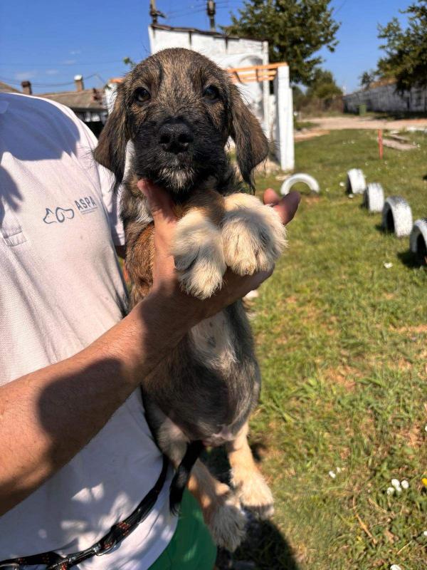 Balou