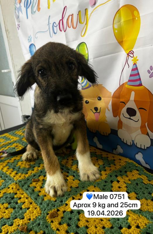 Balou