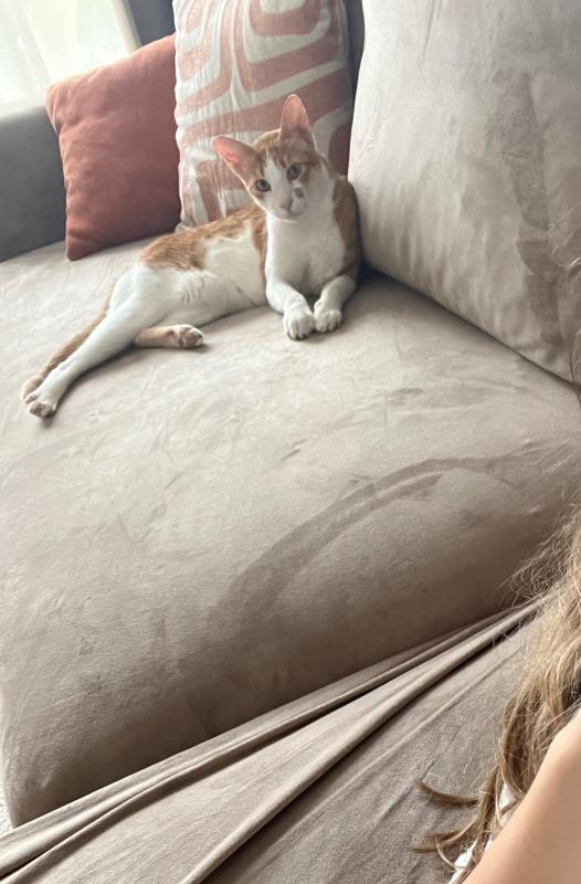Nacho