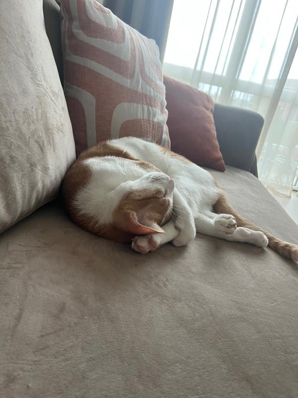 Nacho