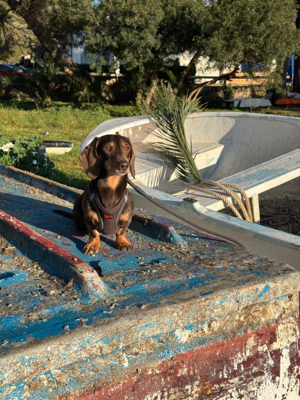 Otis