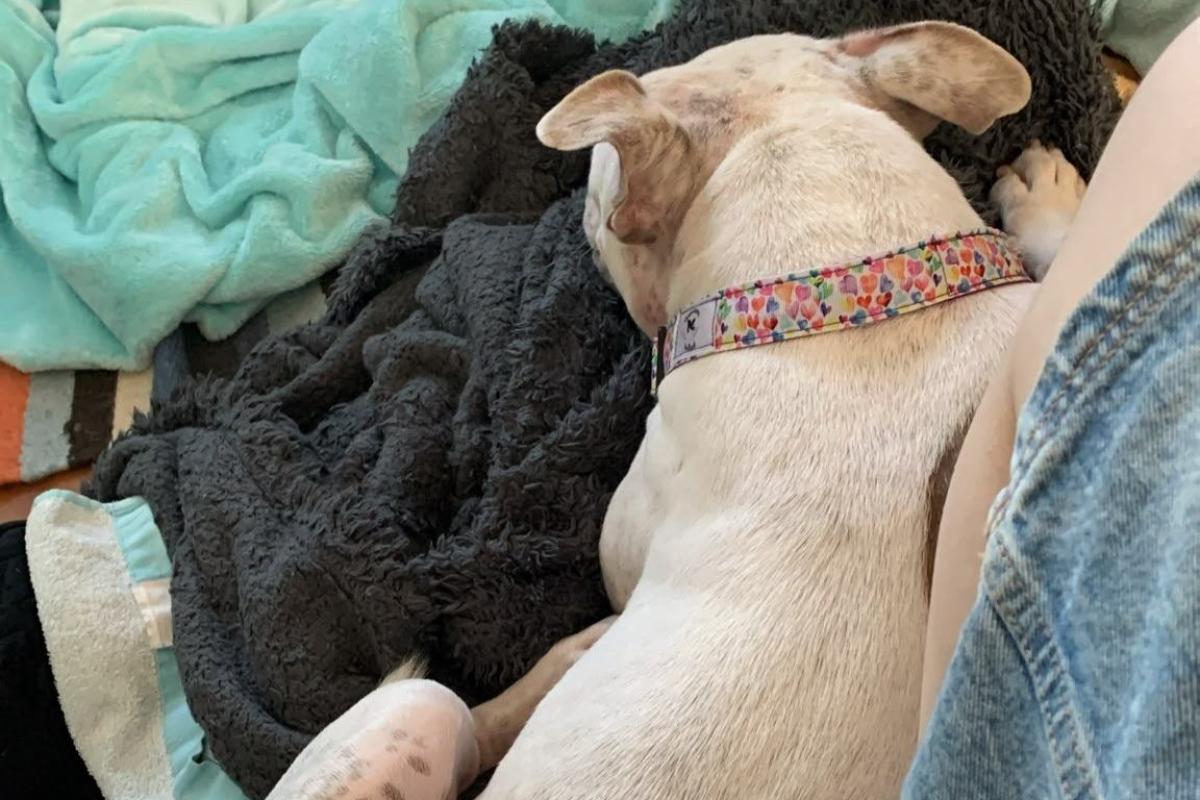 Bea
