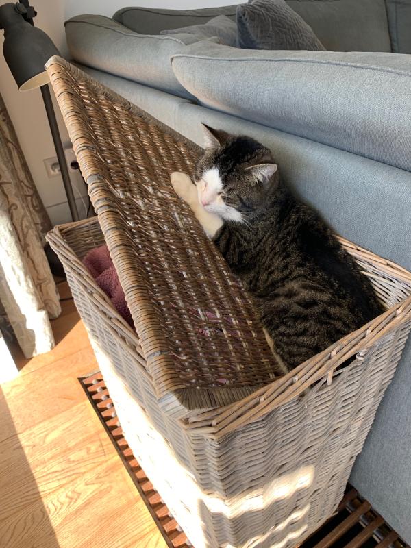 Pluisje