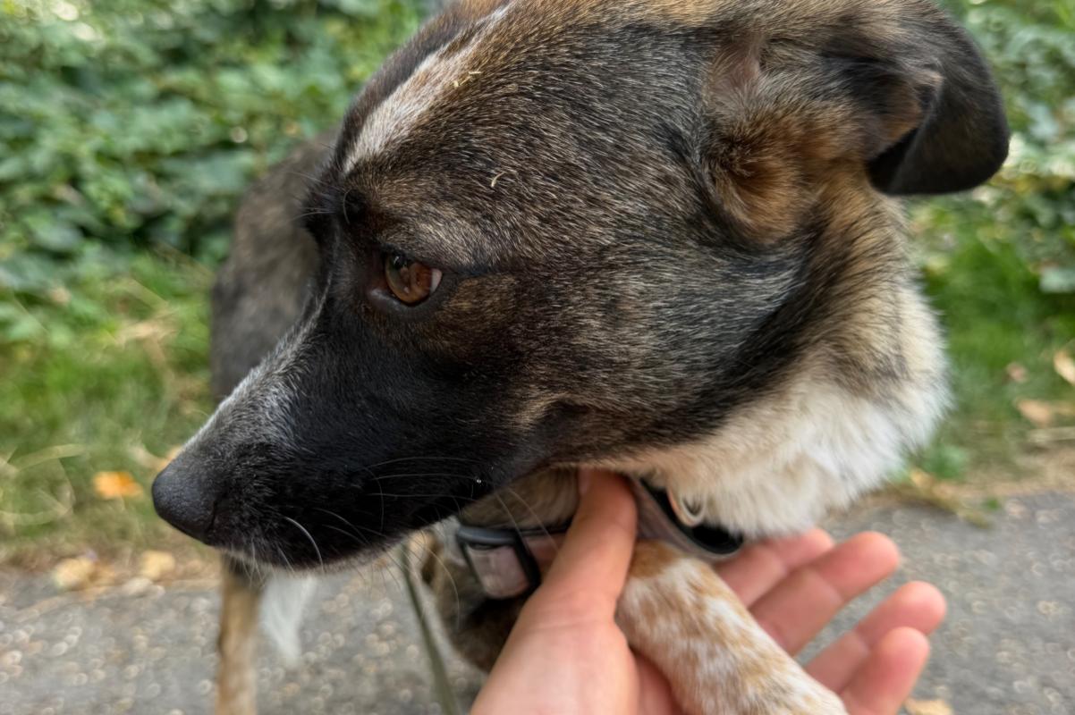 Knopa