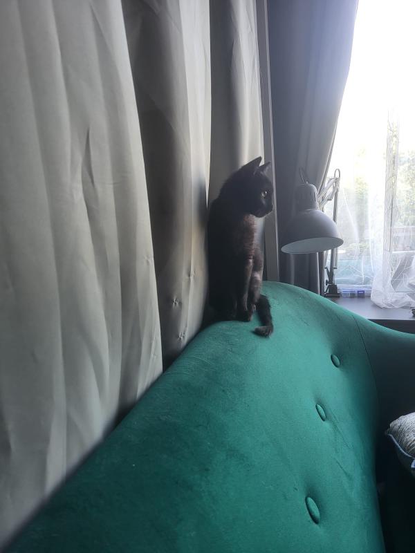 Panther