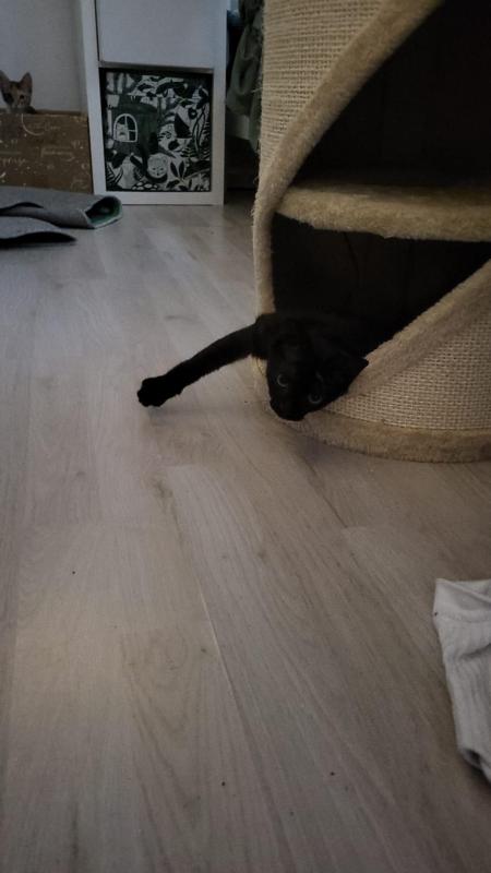 Panther