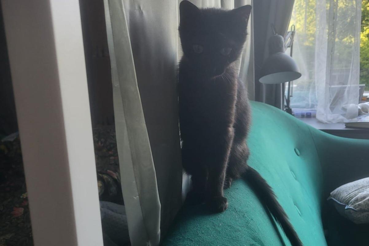 Panther