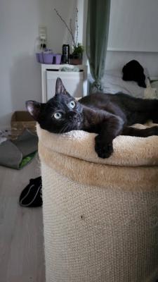 Panther
