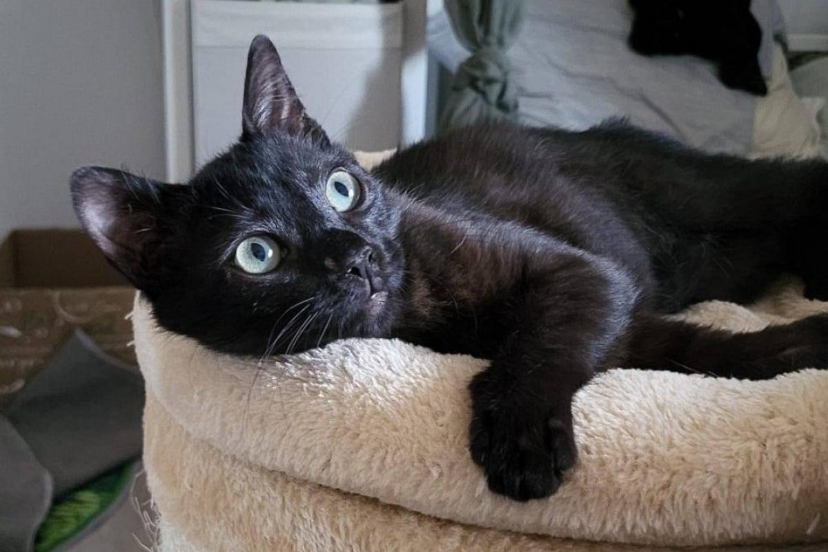 Panther