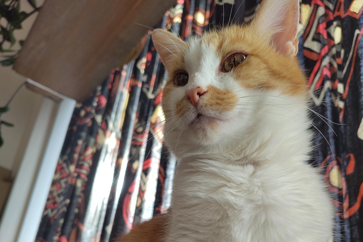 Willy
