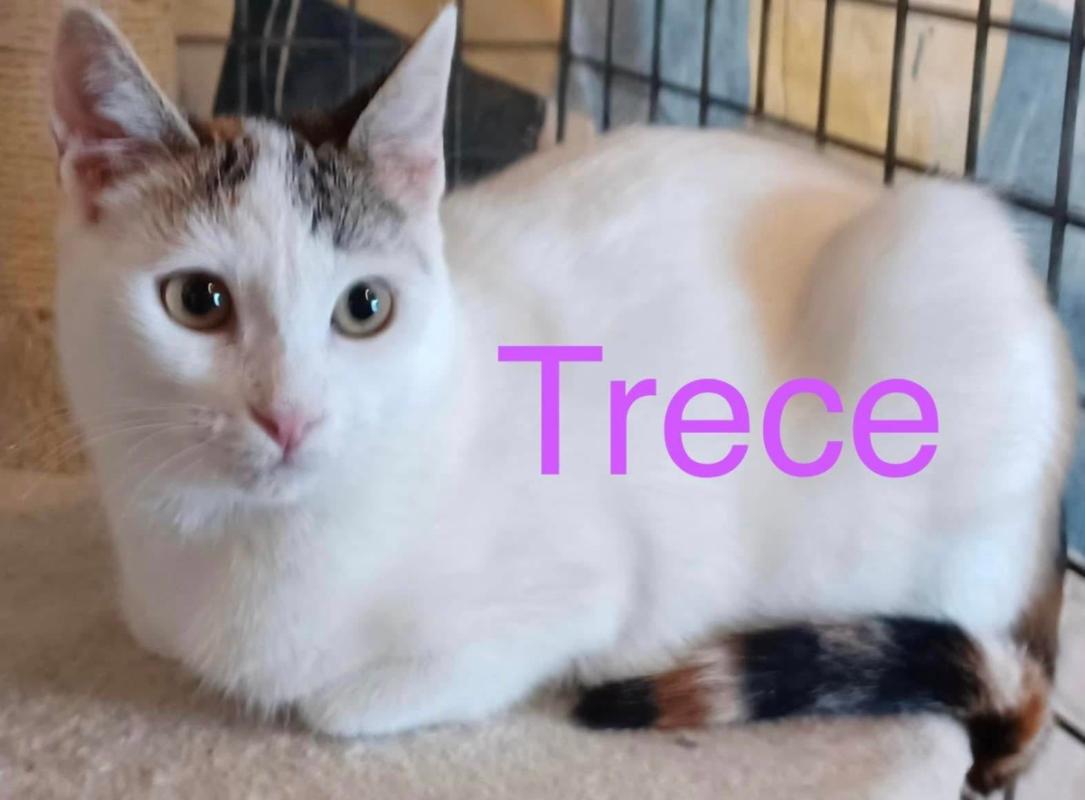 Trece