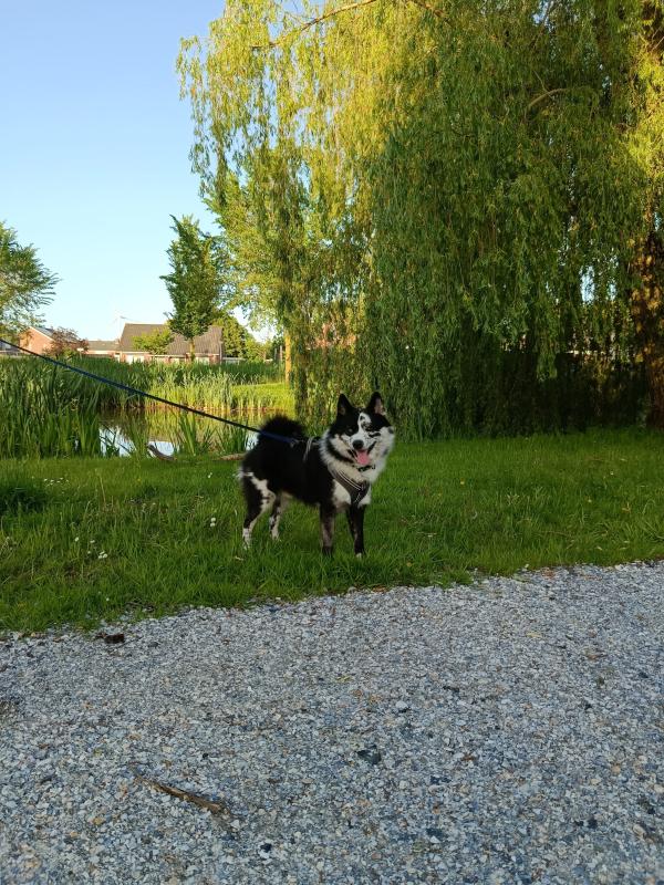 *SPOED* Jack