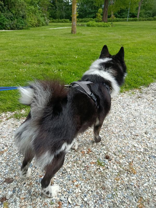 *SPOED* Jack