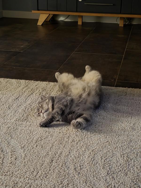 Pamuk