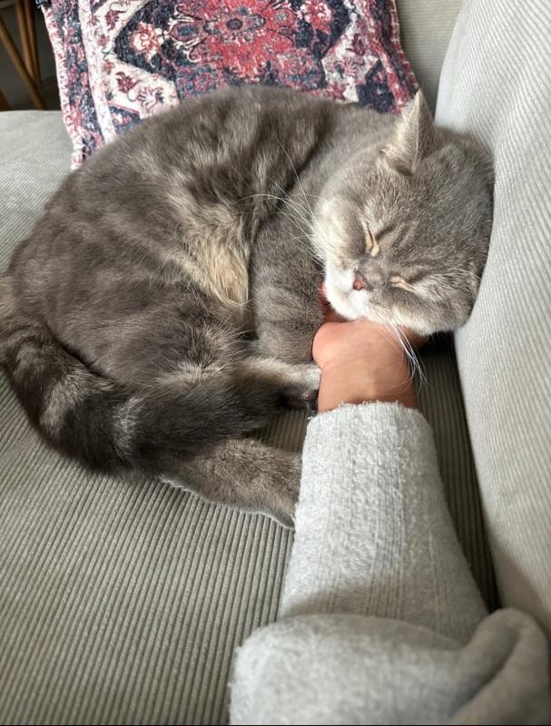 Pamuk