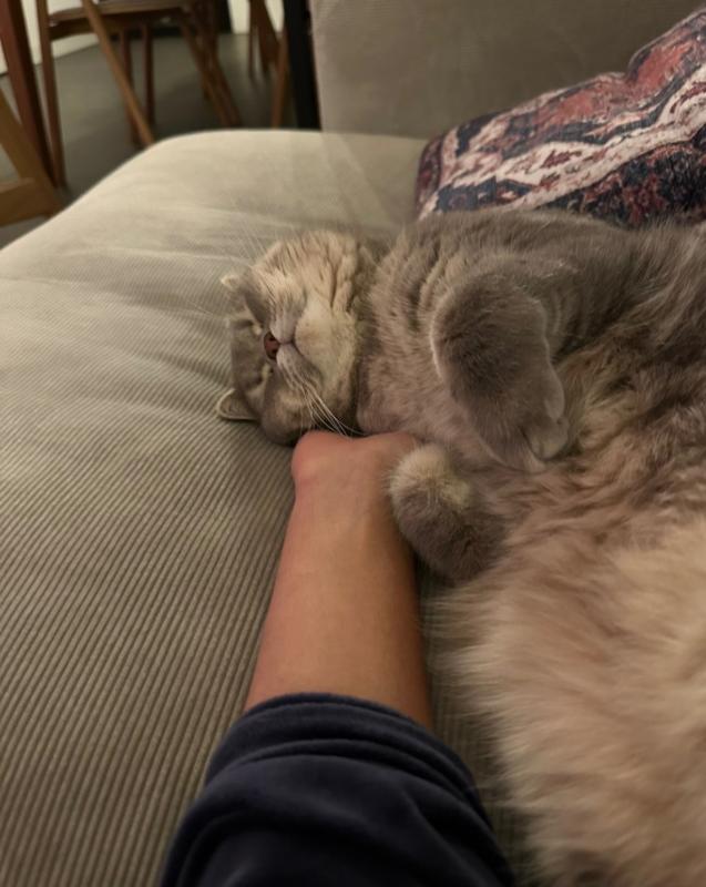 Pamuk