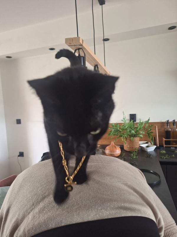 Onyx & Marbel