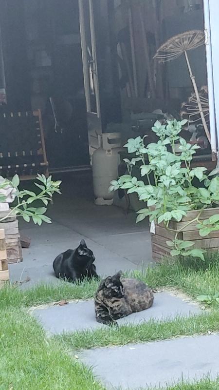 Onyx & Marbel